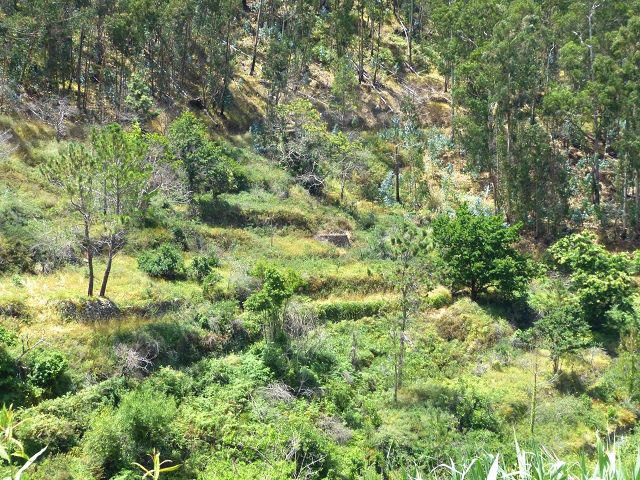 Levada do Norte (Süd) — Abschnitt 4 — Foto 11