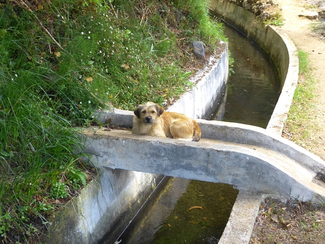 Levada do Norte (Süd) — Abschnitt 4 — Foto 12