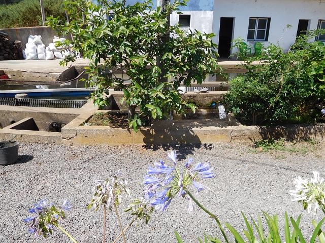 Levada do Norte (Süd) — Abschnitt 4 — Foto 22