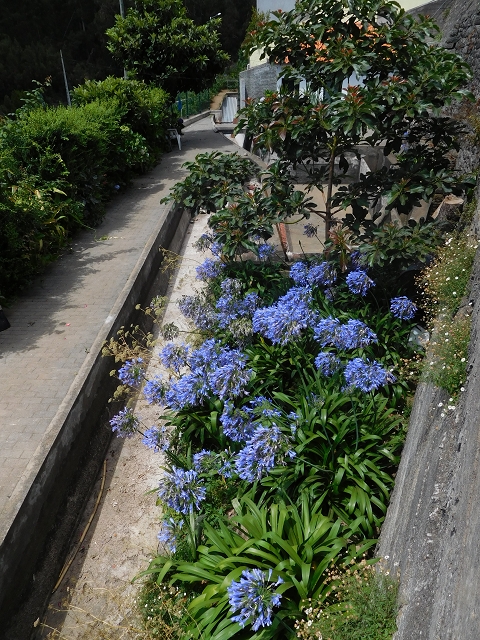 Levada do Norte (Süd) — Abschnitt 5 — Foto 10