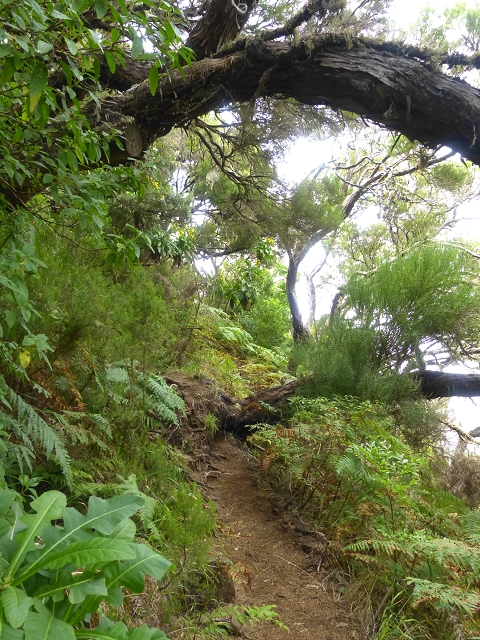 Levada do Paul 1 — Lagoa do Vento — Foto 8
