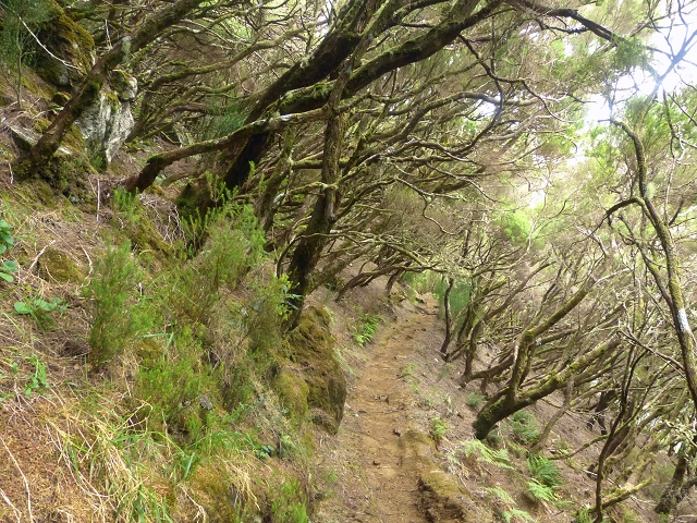 Levada do Paul 1 — Lagoa do Vento — Foto 9