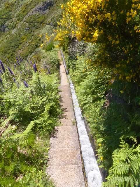 Levada do Paul 2 — Von der Madre zur Kreuzung mit der Cascalhopiste — Foto 11