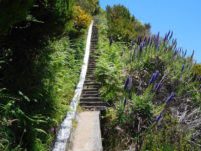 Levada do Paul 2 — Von der Madre zur Kreuzung mit der Cascalhopiste — Foto 13