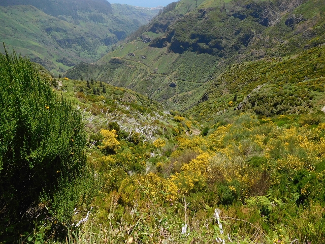 Levada do Paul 2 — Von der Madre zur Kreuzung mit der Cascalhopiste — Foto 15