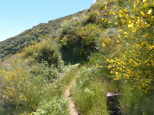 Levada do Paul 2 — Von der Madre zur Kreuzung mit der Cascalhopiste — Foto 19