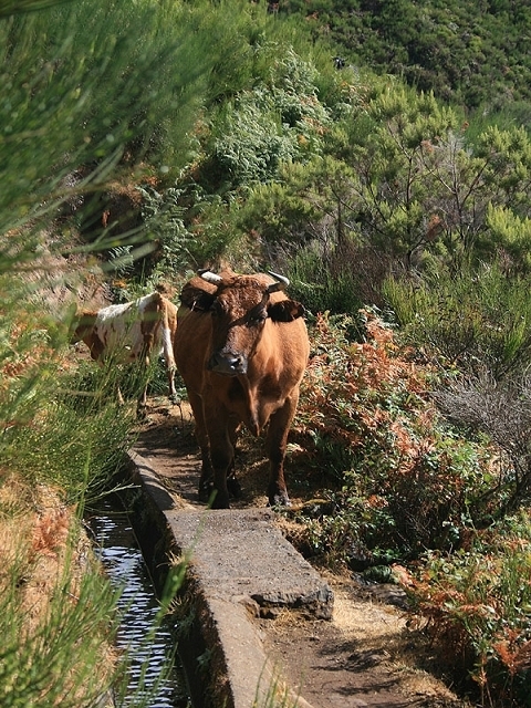 Levada do Paul 2 — Bis zum Ende beim Rabacal-Parkplatz — Foto 6