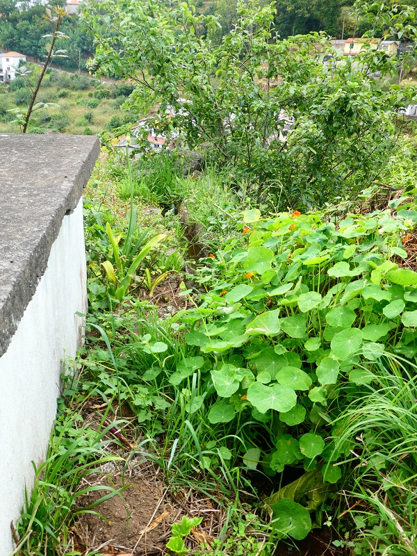 Levada do Pico do Arvoredo — Zum Ende von Abschnitt 1 — Foto 9