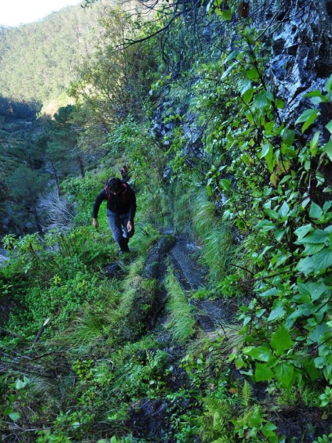 Levada do Pico do Cardo — Bilder der Amigostour (2016) — Foto 11