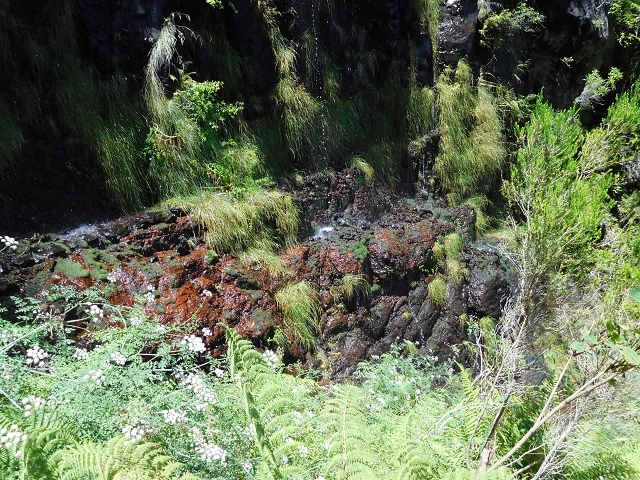 Levada do Plaino Velho — Abschnitt 1 — Foto 11
