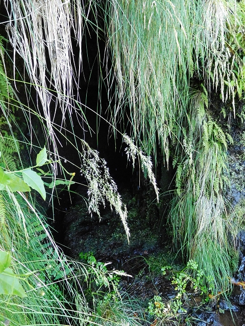 Levada do Plaino Velho — Abschnitt 1 — Foto 15