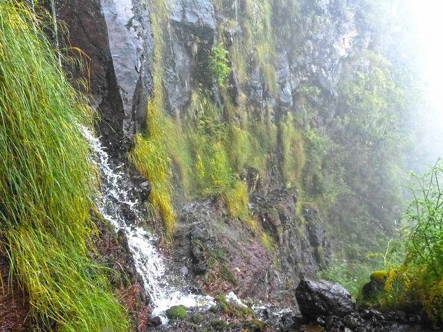 Levada do Plaino Velho — Abschnitt 1 — Foto 2