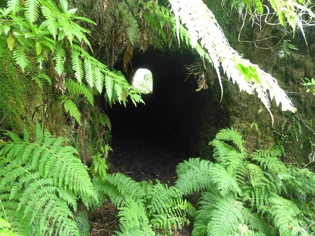 Levada do Plaino Velho — Abschnitt 1 — Foto 10