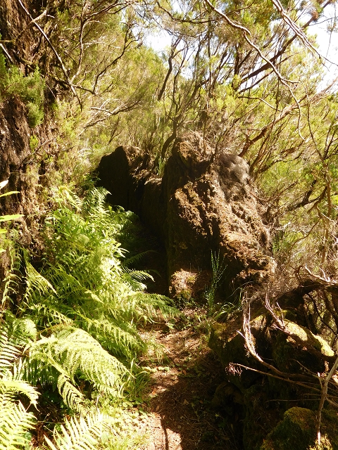 Levada do Plaino Velho — Abschnitt 1 — Foto 1