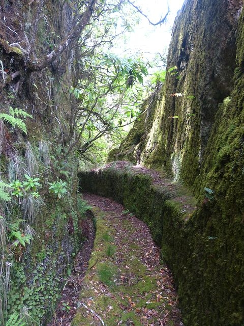 Levada do Plaino Velho — Abschnitt 1 — Foto 10