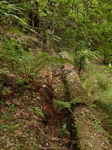 Levada do Plaino Velho — Abschnitt 1 — Foto 11
