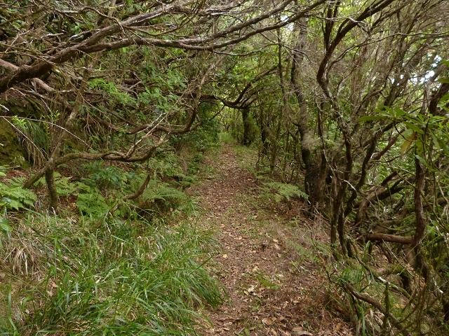 Levada do Plaino Velho — Abschnitt 1 — Foto 12