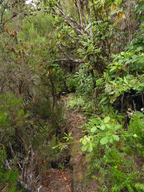 Levada do Plaino Velho — Abschnitt 1 — Foto 14