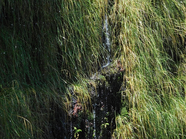 Levada do Plaino Velho — Abschnitt 1 — Foto 5
