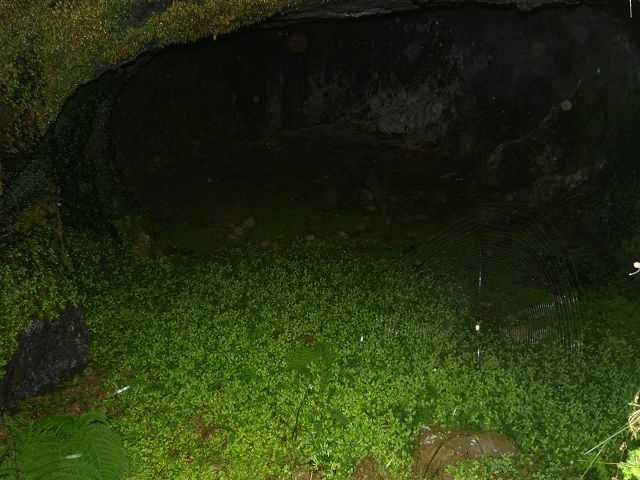 Levada do Plaino Velho — Abschnitt 1 — Foto 9