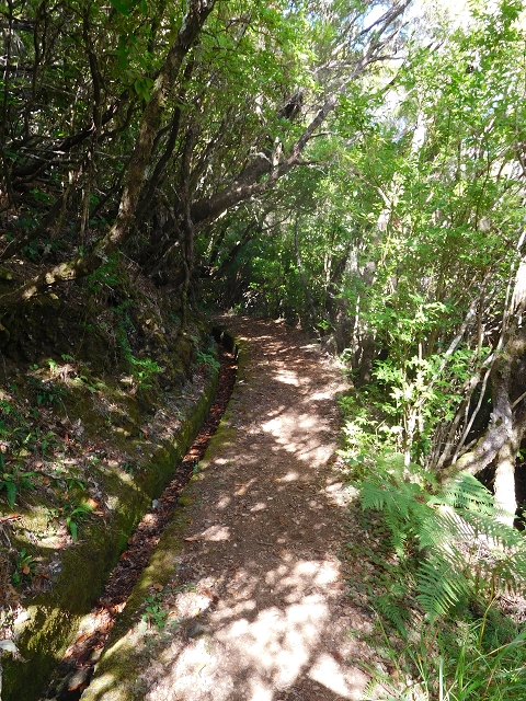 Levada do Plaino Velho — Abschnitt 1 — Foto 10