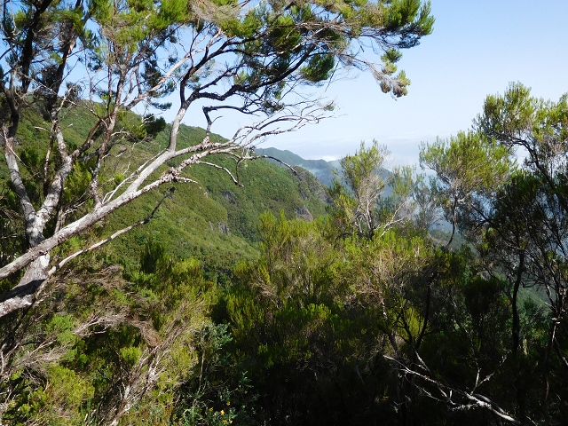 Levada do Plaino Velho — Abschnitt 2 — Foto 1