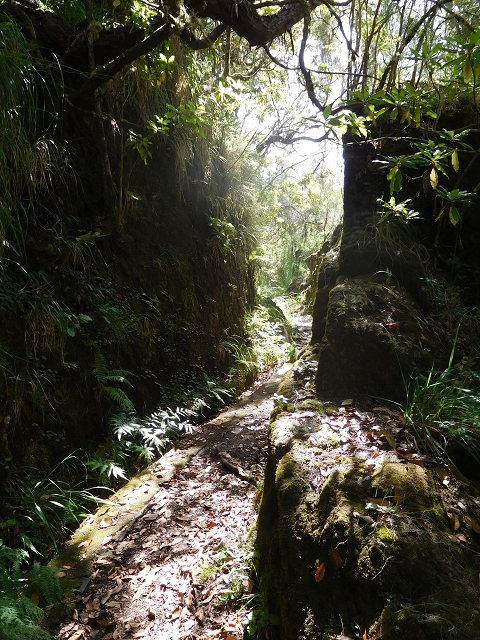 Levada do Plaino Velho — Abschnitt 2 — Foto 11