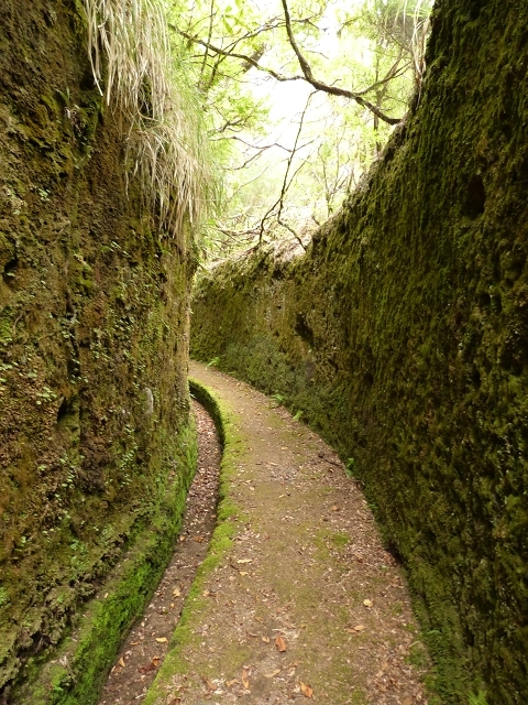Levada do Plaino Velho — Abschnitt 2 — Foto 21