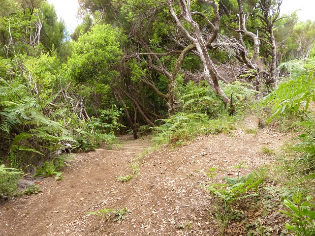 Levada do Plaino Velho — Abschnitt 3 — Foto 4