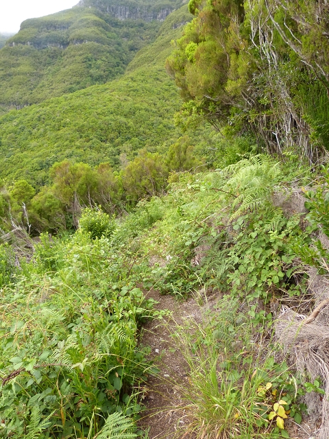 Levada do Plaino Velho — Abschnitt 3 — Foto 5