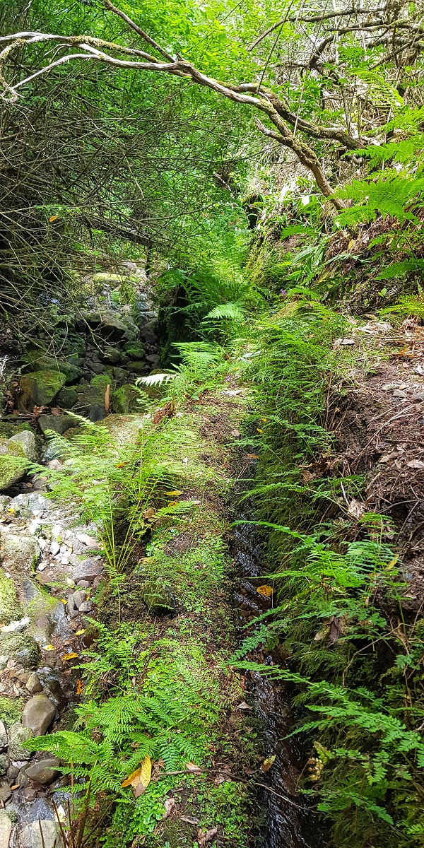 Levada do Posto Aquicola do Ribeiro Frio — On along the Ribeiro Frio to the levada bridge, side levada 9 — photo 19