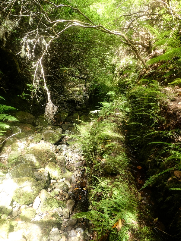Levada do Posto Aquicola do Ribeiro Frio — On along the Ribeiro Frio to the levada bridge, side levada 9 — photo 21