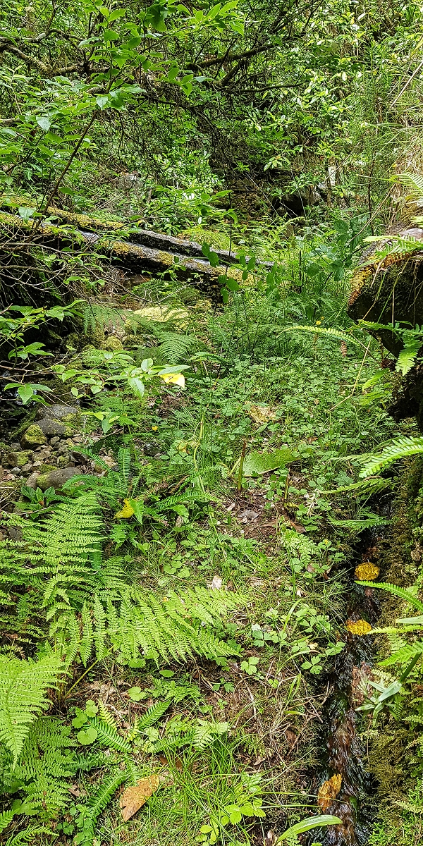 Levada do Posto Aquicola do Ribeiro Frio — On along the Ribeiro Frio to the levada bridge, side levada 9 — photo 22