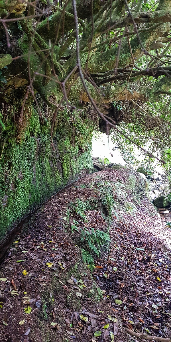 Levada do Posto Aquicola do Ribeiro Frio — On in or along the Ribeiro Frio, side levada 10 as far as the turn-off from the path — photo 11