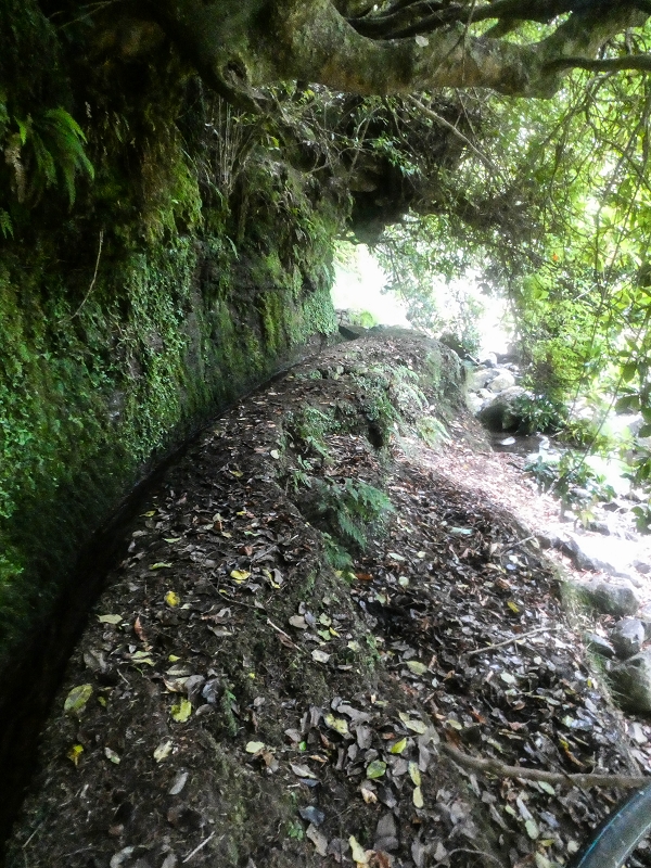 Levada do Posto Aquicola do Ribeiro Frio — On in or along the Ribeiro Frio, side levada 10 as far as the turn-off from the path — photo 13
