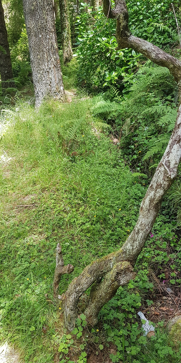 Levada do Posto Aquicola do Ribeiro Frio — The bypass around the hill — photo 2