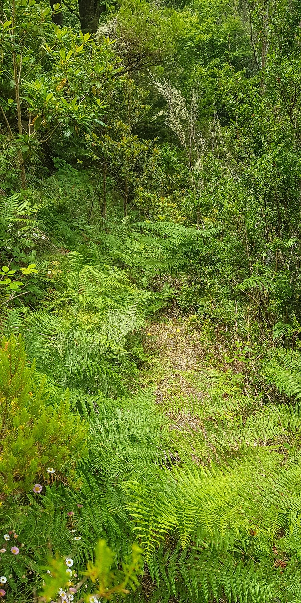 Levada do Posto Aquicola do Ribeiro Frio — The bypass around the hill — photo 4