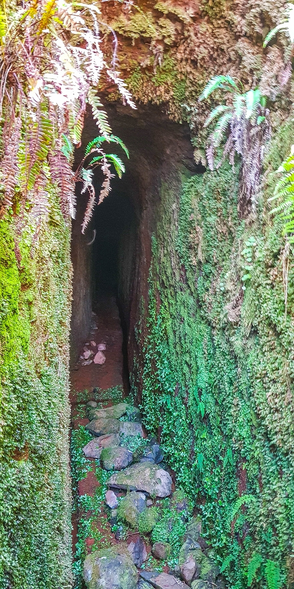 Levada do Posto Aquicola do Ribeiro Frio — The Madre, the 30 m tunnel — photo 2