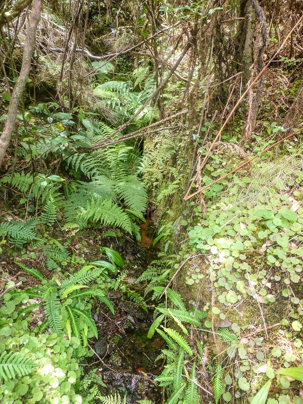 Levada do Posto Aquicola do Ribeiro Frio — Side levada 1 with a spring — photo 1