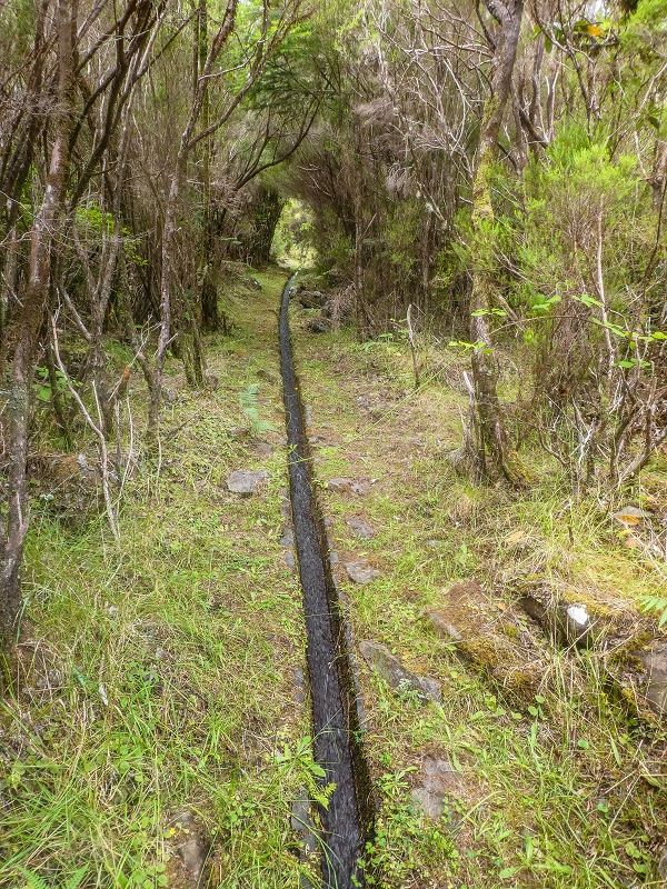 Levada do Posto Aquicola do Ribeiro Frio — On through the tree-heath tunnel — photo 2