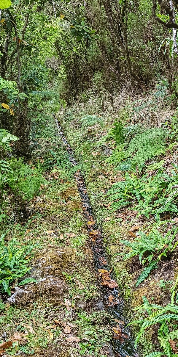 Levada do Posto Aquicola do Ribeiro Frio — Side levada 3 with a spring — photo 1