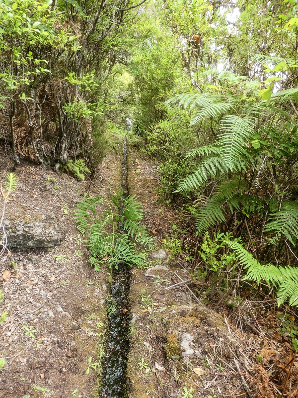 Levada do Posto Aquicola do Ribeiro Frio — Side levada 3 with a spring — photo 2
