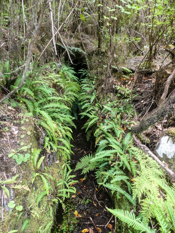 Levada do Posto Aquicola do Ribeiro Frio — Side levada 4 with a shorter tunnel — photo 1