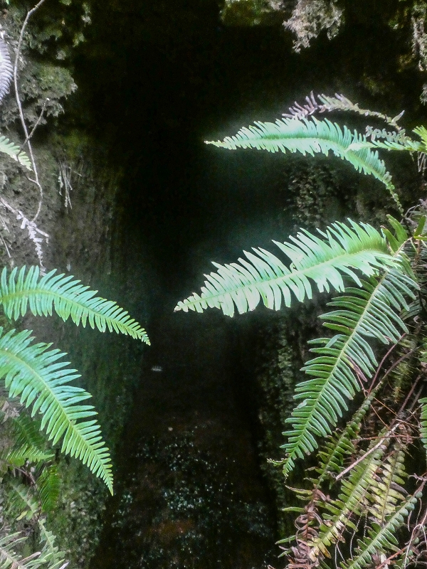 Levada do Posto Aquicola do Ribeiro Frio — Side levada 4 with a shorter tunnel — photo 8