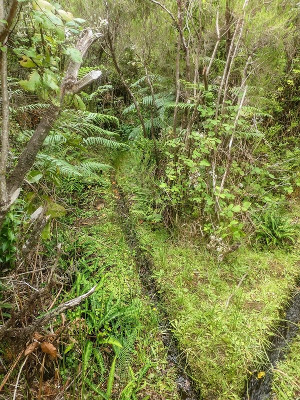 Levada do Posto Aquicola do Ribeiro Frio — Side levada 4 with a shorter tunnel — photo 9