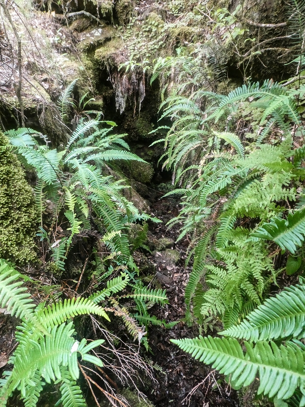 Levada do Posto Aquicola do Ribeiro Frio — Side levada 5 with a spring — photo 2