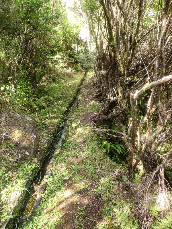 Levada do Posto Aquicola do Ribeiro Frio — Side levada 6 towards Ribeiro Frio — photo 8