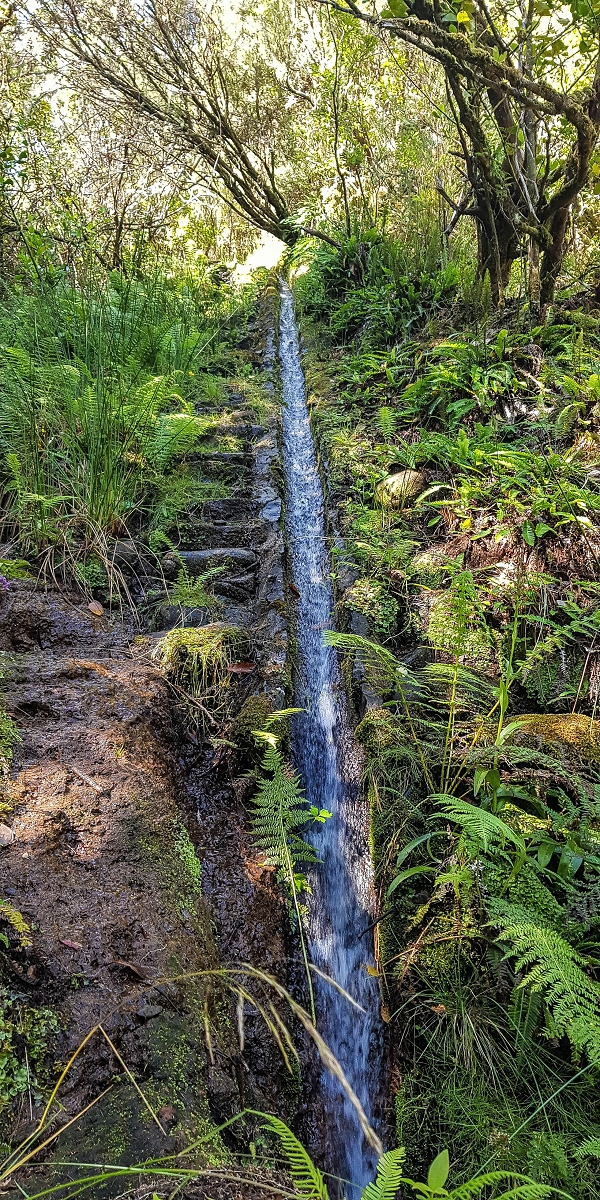 Levada do Posto Aquicola do Ribeiro Frio — The steep stretch, the bifurcation and side levada 8 into the Ribeiro Frio — photo 4