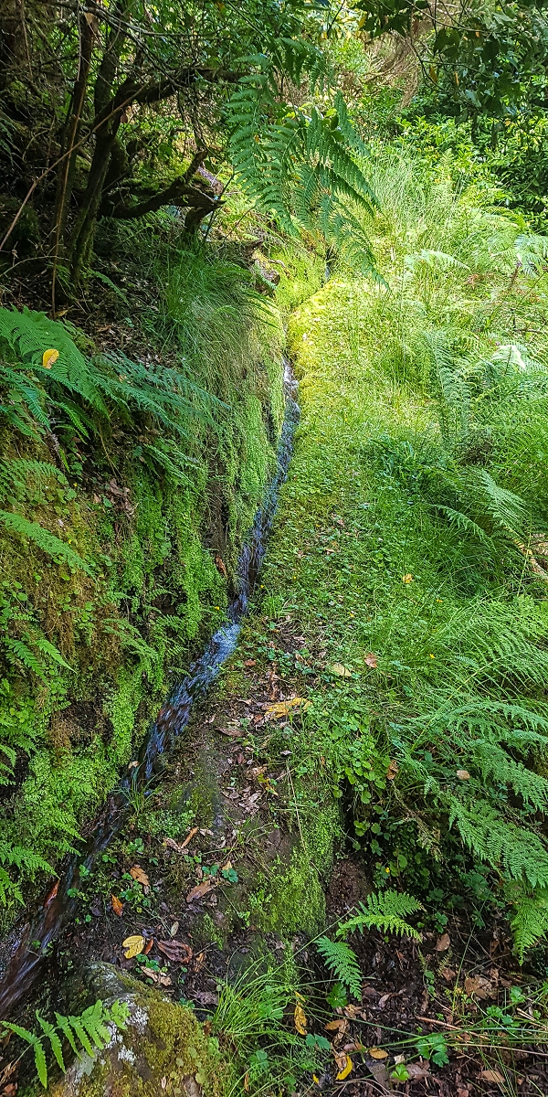 Levada do Posto Aquicola do Ribeiro Frio — On along the Ribeiro Frio to the levada bridge, side levada 9 — photo 7