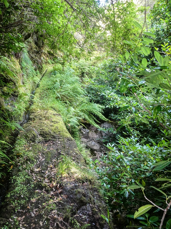 Levada do Posto Aquicola do Ribeiro Frio — On along the Ribeiro Frio to the levada bridge, side levada 9 — photo 12
